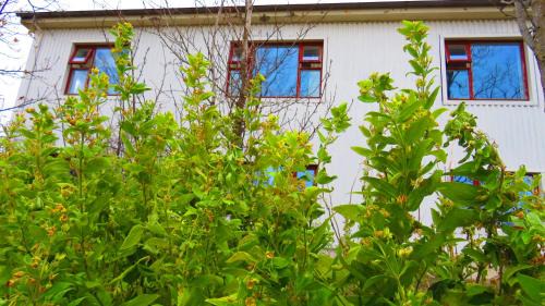 Hofn Haus | Guesthouse Kálfafellsstadur