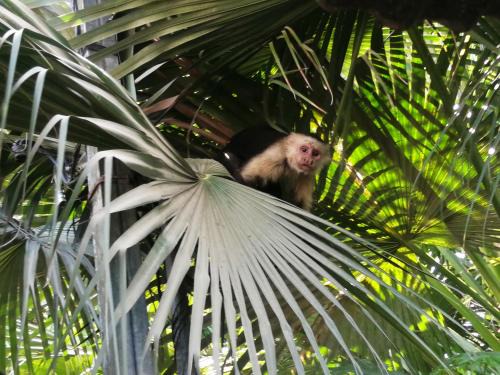 Puerto Jimenez Wohnung | Hojasen Accommodation