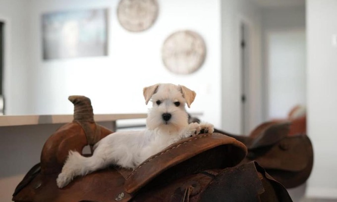 St. Augustine Haus | Jump Right IN Pool Pets Outdoors