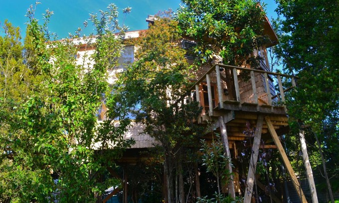 Nercon Haus | La Casa Del Árbol De Chiloé