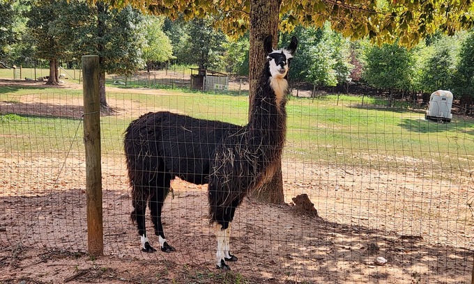 Villa Rica Wohnmobilvermietung | Llama Retreat - wall tent in a peaceful setting
