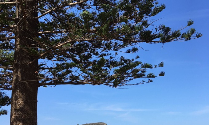 Avalon Beach Wohnung | Location, location: Renovated studio 600m to Avalon surf beach & shops