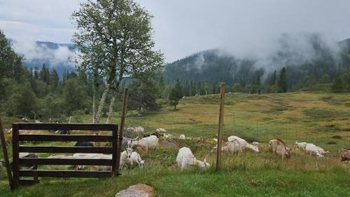 Vinje Skihütte | Magic View - Unspoiled nature - Summer mountain pasture with goats