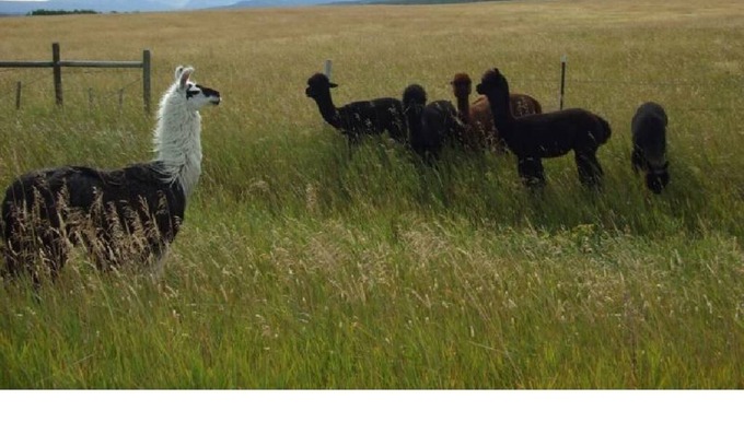 Babb Kabine | Miista'k Mountain Cabin -- Modern Cabin -- 15 Min to Glacier East Entrance