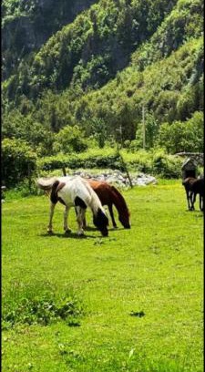 Theth Haus | Mikel Center Theth Guesthouse