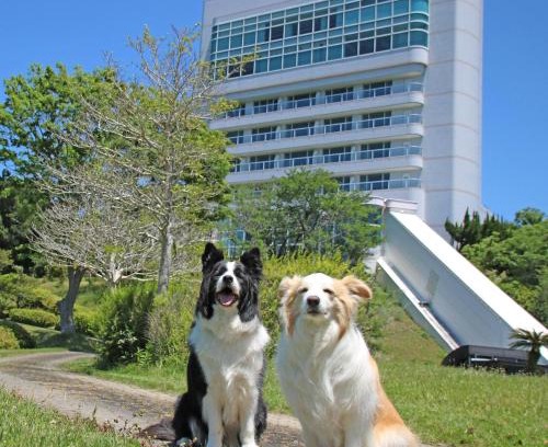 Kamitonda Hotel | Nanki Shirahama Dog Paradise