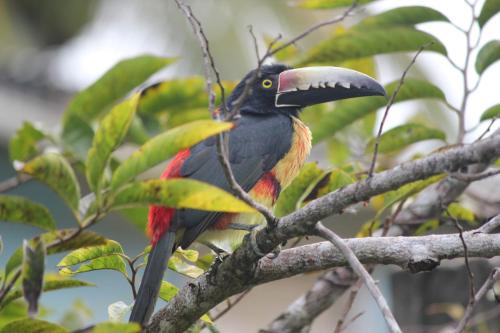 Bermudian Landing Kabine | Nature Resort