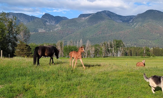 Ronan Kabine | New! Avail 4th of July! 13-person cabin. Hot tub on roof, 15 mins to Flathead Lk