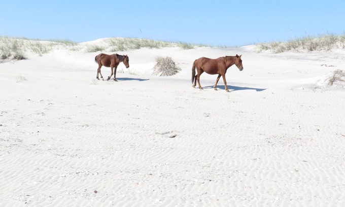 Duck Resort | OBX - Duck, N.C. Barrier Island Station Resort