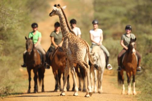 UPhongolo Kabine | Pakamisa Private Game Reserve