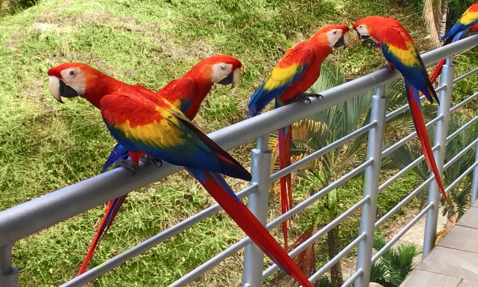 Valle Pura Vida Haus | Parrot-dise Perch, 3BD, Heart of Manuel Antonio