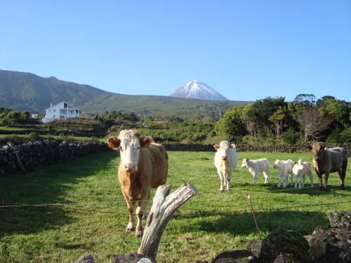 Cais do Pico Wohnung | PICO HOLIDAY RENTALS , Casa Do Canto