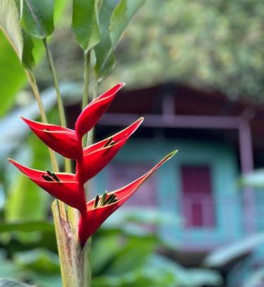 Quebrada La Gamba Kabine | Río Verde Ecolodge