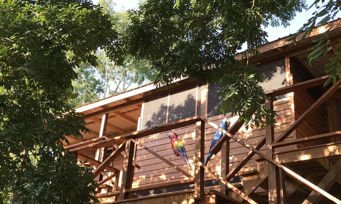 Mount Hope Wohnung | Roter Papagei - neues berühmtes Haus in der Natur