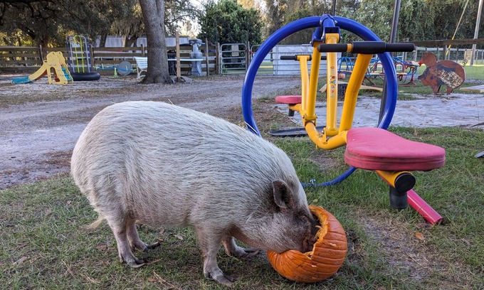 Putnam Hall Wohnmobilvermietung | Rooterville Animal Sanctuary