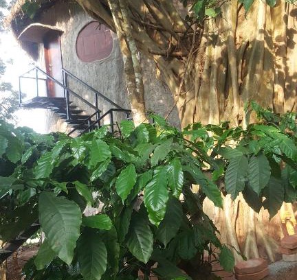 Kaimane Wohnung | Rustic Charm Wayanad - The Stump (Treetop Suite)