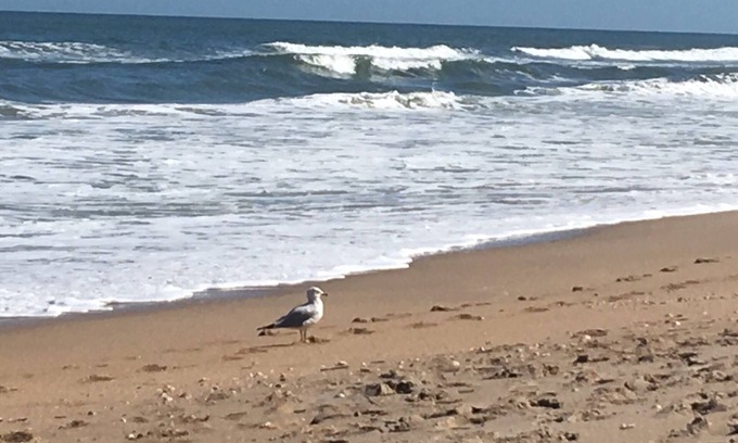 New Smyrna Beach Wohnung | 299 US-Dollar. 00 Deal NUR 3 Nächte, 9.-11. & 16.-18. Juni. 100 Schritte zum Ozean