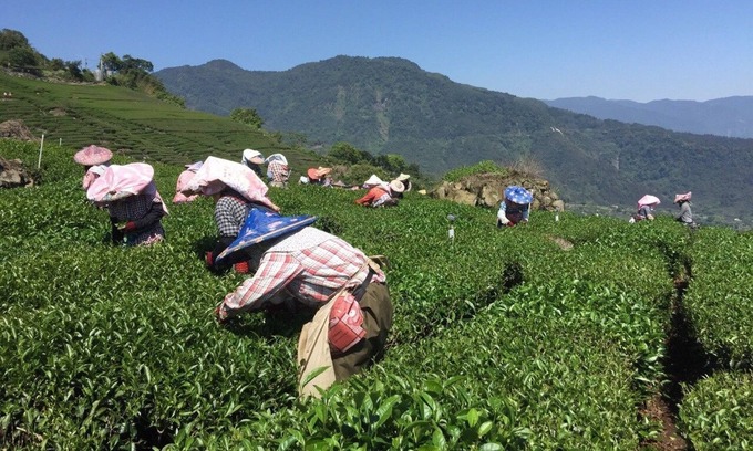 Alishan Bed & Breakfast | Tea Cloud B&B