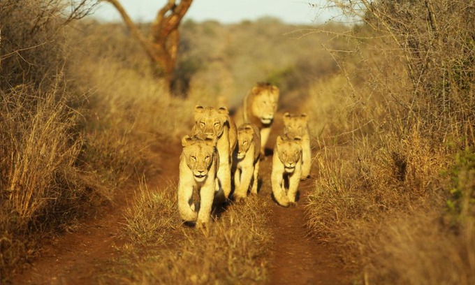 Hluhluwe Kabine | Thanda Safari
