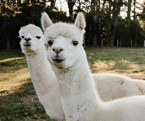 Robertson Haus | The Maple Lodge with Alpacas, Goats, Boars, Ducks & Chickens Farm Stay with Outdoor Pizza Oven
