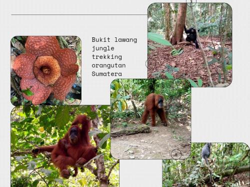 Bukit Lawang Haus | Tiga dara guest house jungle trekking