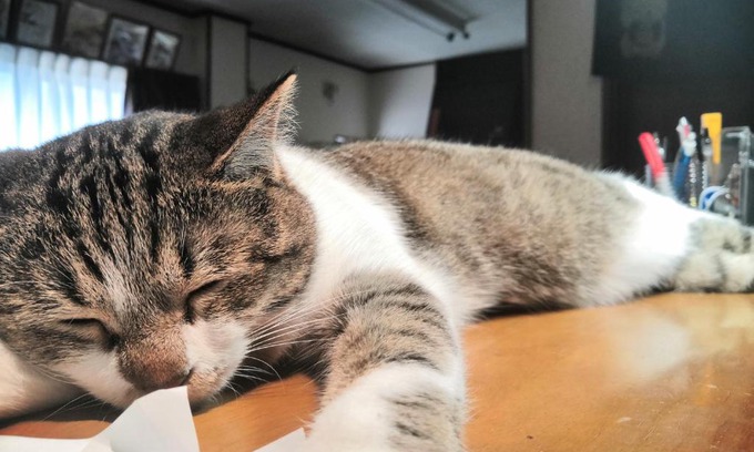 Shimogyo Haus | Tiny GuestHouse Umekoji 梅小路