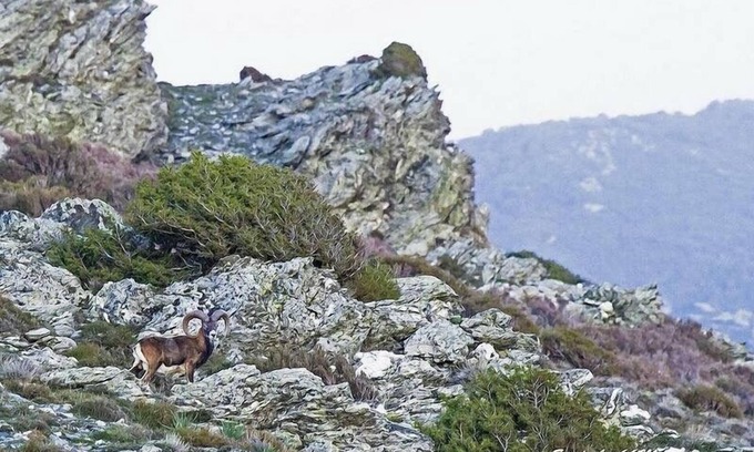 Oliena Haus | Ruhe, Berge, Meer