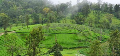 Valparai Haus | VLP home stay