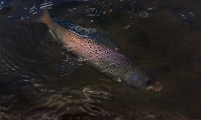 Silver Star Kabine | Welcome to the Treehouse cabin located by the cool waters of the Big Hole River