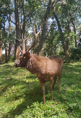Kumily Haus | Wild Window - Forest View Homestay