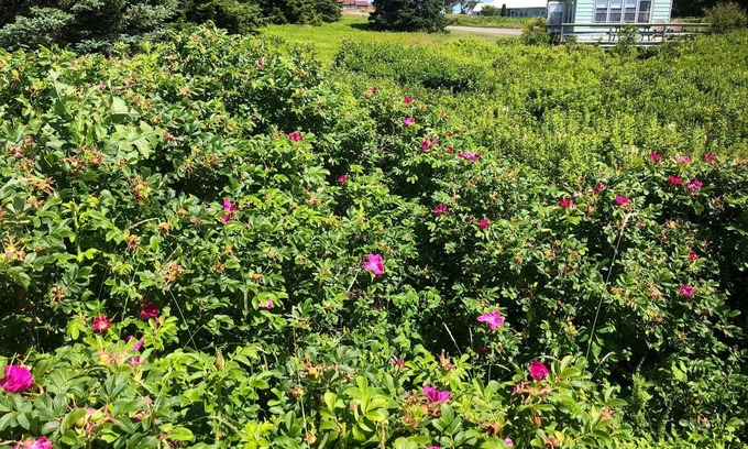 Winter Harbor Kabine | Winter Hbr Oceanside Cabin - Schoodic Point Section of Acadia NP