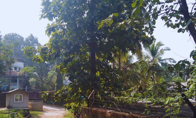 Bogmolo Wohnung | Yago's Hideout - Tranquil Apartment near Bogmalo, Goa