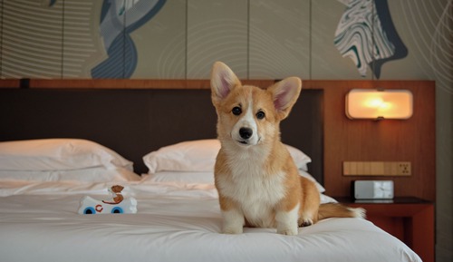Premium-Zimmer (Pet Friendly)