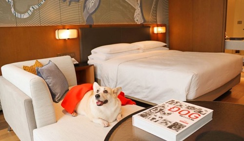 Zimmer (Pet Friendly)