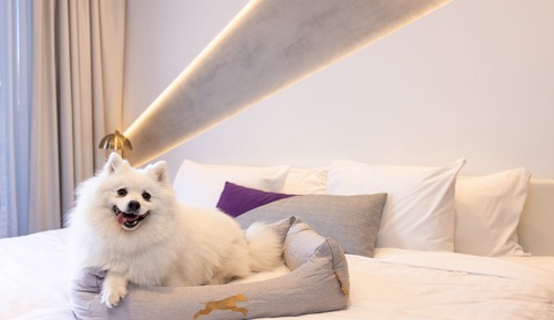 Standardzimmer, 1 King-Bett, Balkon (Dog Friendly)
