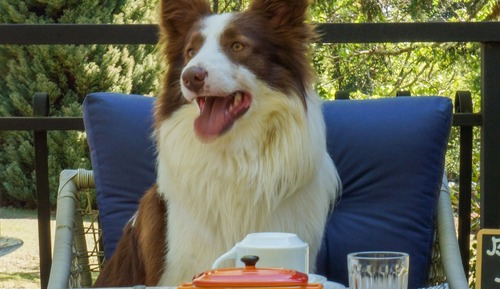 Chalé Toscana - Pet Friendly