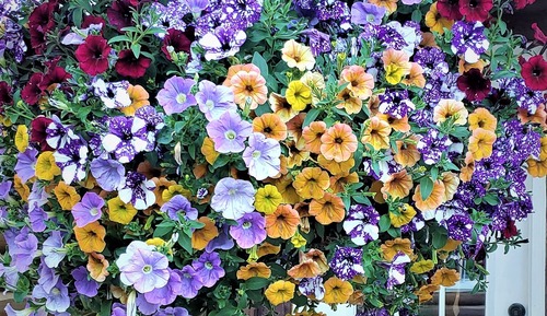 Holzhütte, Kochnische, zum Garten hin