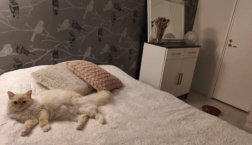 Ferienhaus, 1 Schlafzimmer, Balkon