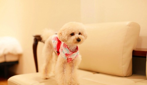 Standard-Villa, Nichtraucher