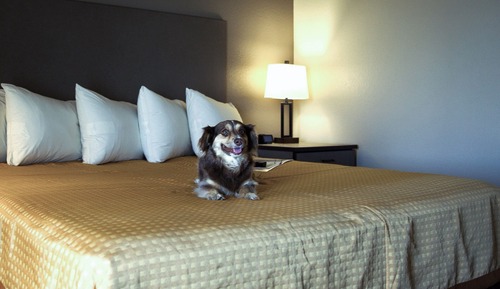 Standard-Einzelzimmer, 1 King-Bett, Nichtraucher, Stadtblick