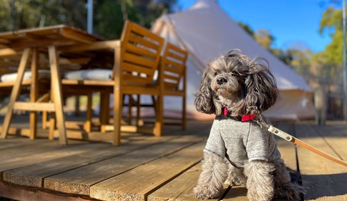 Deluxe-Zelt, Nichtraucher (Pet-friendly)