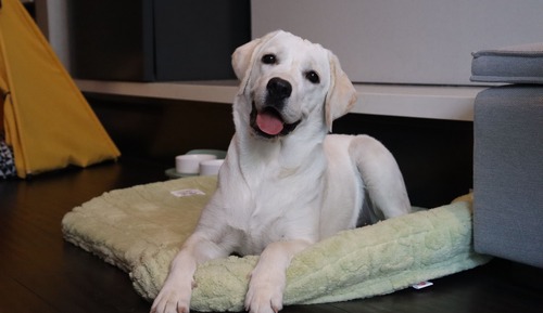 Zimmer, 1 King-Bett (Essential Outdr Lvng Area Pet Frndly)