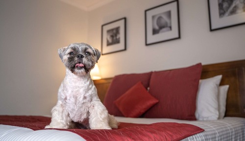 Zimmer, 1 King-Bett (Pet)