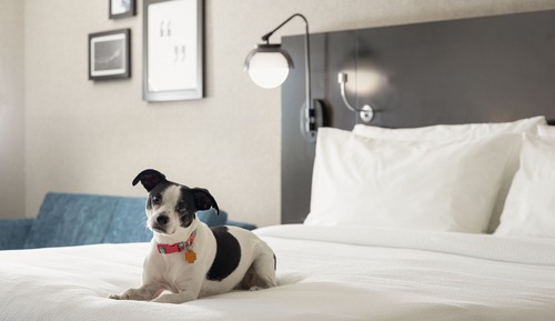 Zimmer, 1 King-Bett und Schlafsofa, Nichtraucher