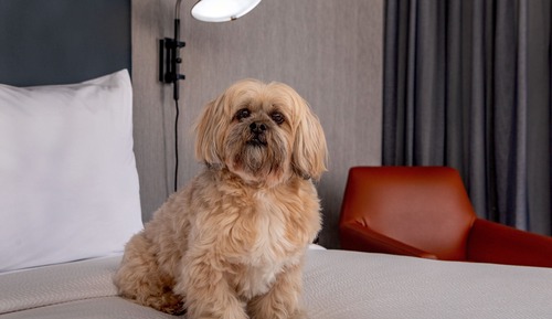 Zimmer, 1 King-Bett