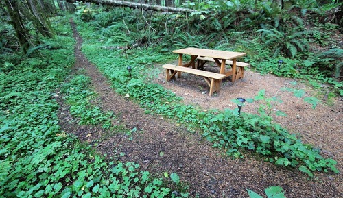 Yurt in the woods (Shared shower, Pet Friendly)