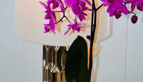 Basic-Apartment, 1 Schlafzimmer, Poolblick