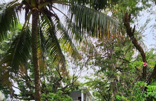 Forest Home Wohnung | Stay, relax and explore in Belize at our tropical oasis by the Caribbean Sea.