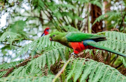Mount Dandenong Kabine | Jacuzzi in 7 Acre Rain Forest Paradise