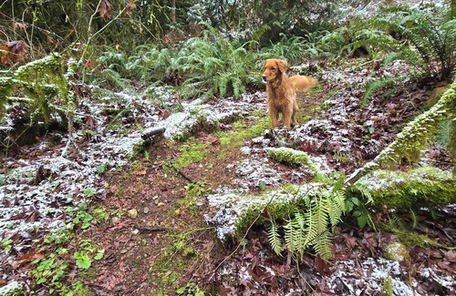 Cottage Lake Hütte | Cozy Coldsprings Cottage Under the Towering Firs